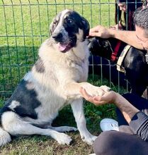 PECHINO, Hund, Mischlingshund in Deutschland - Bild 1