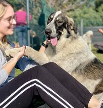 PECHINO, Hund, Mischlingshund in Deutschland - Bild 5