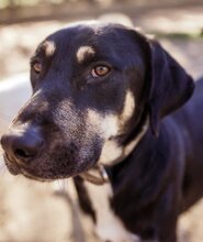 DEXTER, Hund, Mischlingshund in Griechenland - Bild 12