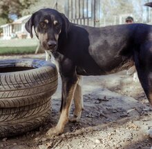 DEXTER, Hund, Mischlingshund in Griechenland - Bild 13