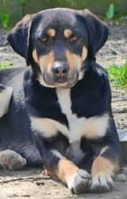 DEXTER, Hund, Mischlingshund in Griechenland - Bild 14
