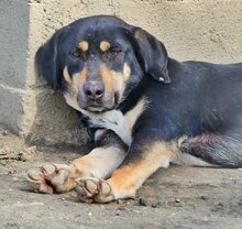 DEXTER, Hund, Mischlingshund in Griechenland - Bild 15