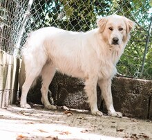 CHAMP, Hund, Mischlingshund in Griechenland - Bild 10