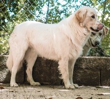 CHAMP, Hund, Mischlingshund in Griechenland - Bild 12