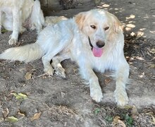 CHAMP, Hund, Mischlingshund in Griechenland - Bild 23