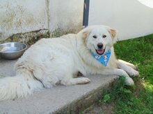 ZIRKON, Hund, Mischlingshund in Griechenland - Bild 18