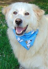 ZIRKON, Hund, Mischlingshund in Griechenland - Bild 19