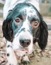 LUIGI, Hund, Mischlingshund in Griechenland - Bild 12