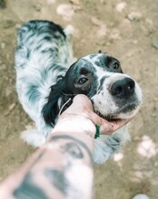 LUIGI, Hund, Mischlingshund in Griechenland - Bild 13