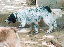 LUIGI, Hund, Mischlingshund in Griechenland - Bild 14