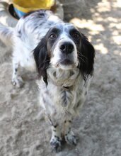 LUIGI, Hund, Mischlingshund in Griechenland - Bild 15