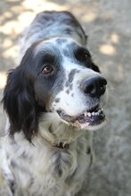 LUIGI, Hund, Mischlingshund in Griechenland - Bild 16