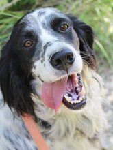 LUIGI, Hund, Mischlingshund in Griechenland - Bild 17
