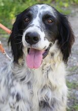 LUIGI, Hund, Mischlingshund in Griechenland - Bild 19