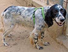 LUIGI, Hund, Mischlingshund in Griechenland - Bild 2