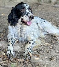 LUIGI, Hund, Mischlingshund in Griechenland - Bild 7