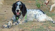 LUIGI, Hund, Mischlingshund in Griechenland - Bild 9