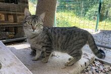 MARIANNE, Katze, Europäisch Kurzhaar in Barntrup - Bild 2