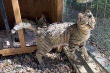 MARIANNE, Katze, Europäisch Kurzhaar in Barntrup - Bild 3