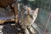 MARIANNE, Katze, Europäisch Kurzhaar in Barntrup - Bild 5