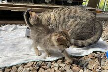 MARIANNE, Katze, Europäisch Kurzhaar in Barntrup - Bild 6