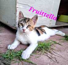 FRUITTELLA, Katze, Europäisch Kurzhaar in Italien - Bild 1