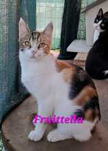 FRUITTELLA, Katze, Europäisch Kurzhaar in Italien - Bild 3