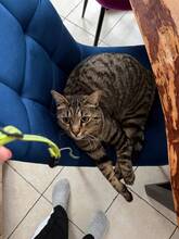 MALTE, Katze, Europäisch Kurzhaar in Ampfing