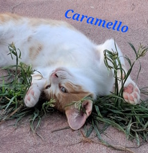 CARAMELLO, Katze, Europäisch Kurzhaar in Italien - Bild 1