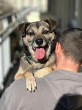 RUDI, Hund, Mischlingshund in Baden-Baden