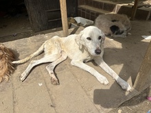 SALLY, Hund, Mischlingshund in Ungarn - Bild 1