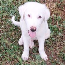 KNUT, Hund, Amerikanisch-Canadischer Weißer Schäferhund-Mix in Griechenland