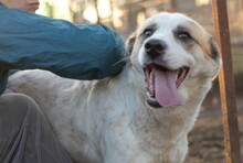 NEEA, Hund, Mischlingshund in Rumänien - Bild 7