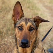 GALA, Hund, Deutscher Schäferhund-Mix in Spanien - Bild 1