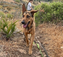 GALA, Hund, Deutscher Schäferhund-Mix in Spanien - Bild 10