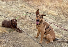 GALA, Hund, Deutscher Schäferhund-Mix in Spanien - Bild 11