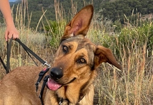 GALA, Hund, Deutscher Schäferhund-Mix in Spanien - Bild 2