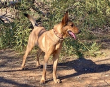 GALA, Hund, Deutscher Schäferhund-Mix in Spanien - Bild 7