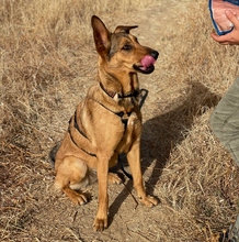 GALA, Hund, Deutscher Schäferhund-Mix in Spanien - Bild 8