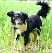 IKAROS, Hund, Mischlingshund in Slowakische Republik - Bild 10