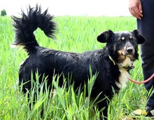 IKAROS, Hund, Mischlingshund in Slowakische Republik - Bild 12