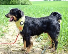 IKAROS, Hund, Mischlingshund in Slowakische Republik - Bild 2