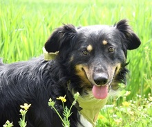 IKAROS, Hund, Mischlingshund in Slowakische Republik - Bild 4