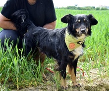 IKAROS, Hund, Mischlingshund in Slowakische Republik - Bild 6