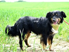 IKAROS, Hund, Mischlingshund in Slowakische Republik - Bild 7