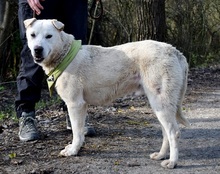 EMILION14, Hund, Mischlingshund in Slowakische Republik - Bild 2