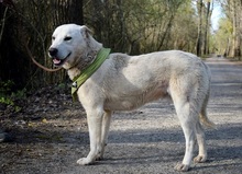 EMILION14, Hund, Mischlingshund in Slowakische Republik - Bild 3