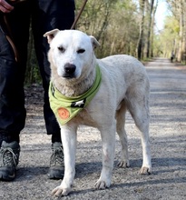 EMILION14, Hund, Mischlingshund in Slowakische Republik - Bild 5