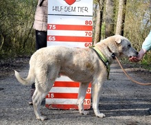 EMILION14, Hund, Mischlingshund in Slowakische Republik - Bild 6