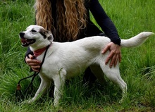 DANKER, Hund, Mischlingshund in Slowakische Republik - Bild 10